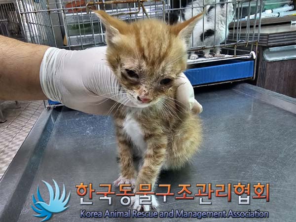 종료(입양) 한국 …